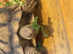 Sulcata : Female not confimred by TPG approx 15 years old (Bella)